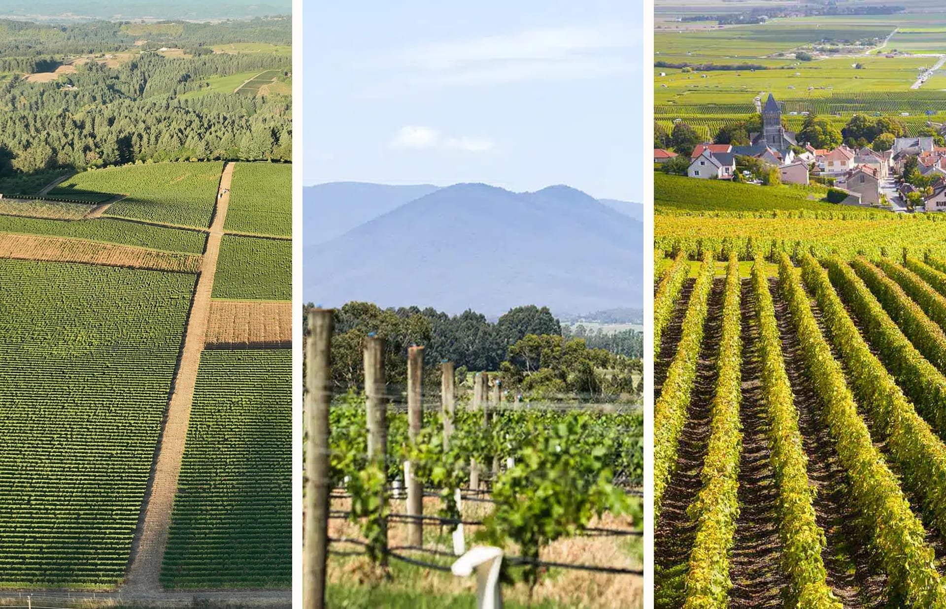 Connect the Dots: Burgundy, Willamette Valley, and Yarra Valley