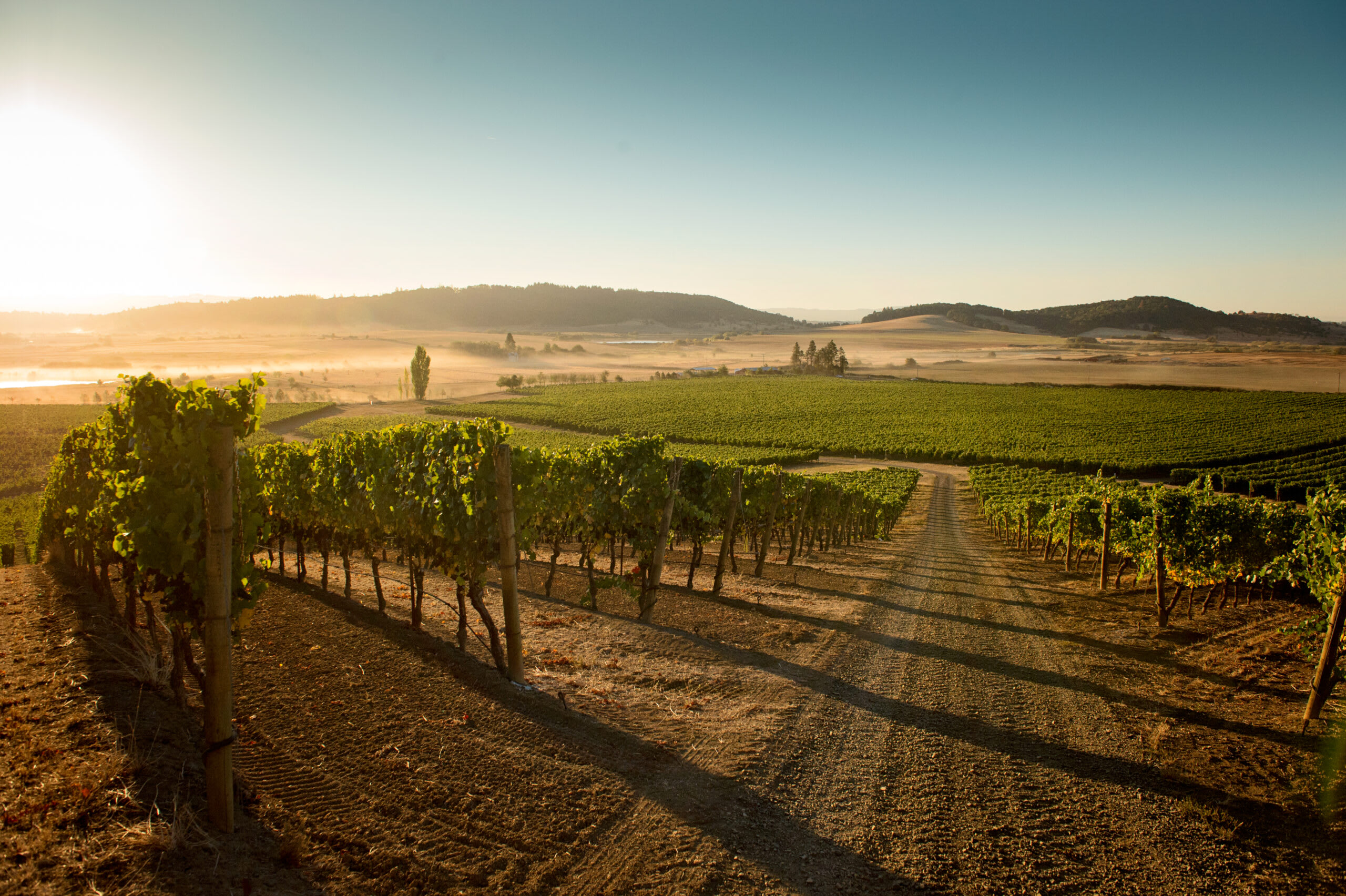 winery profile image