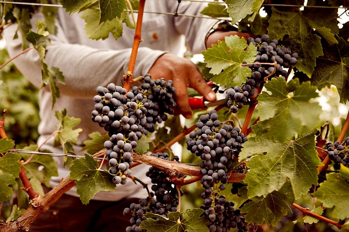 winery profile image