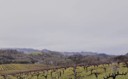 Sustainability & Wine 101: Understanding the Key Principles and Practices