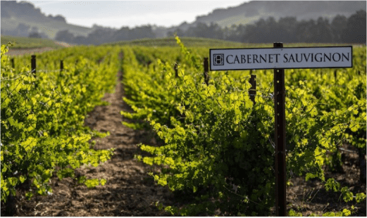 Halter Ranch Cabernet Sauvignon Vineyard