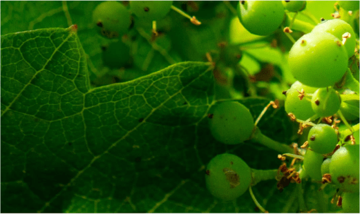 Close-Up Grapes at Bell Wine Cellars