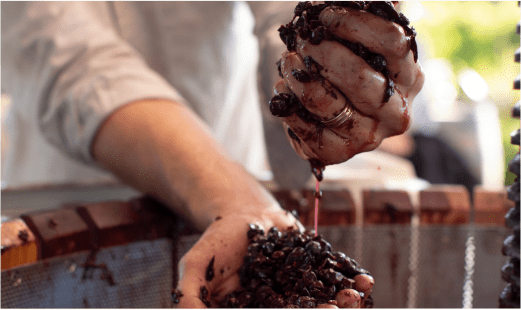 Squeezing Grapes at DaVero Farms and Winery