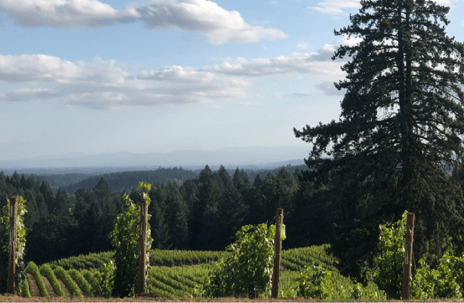 What the Vines Tell Us