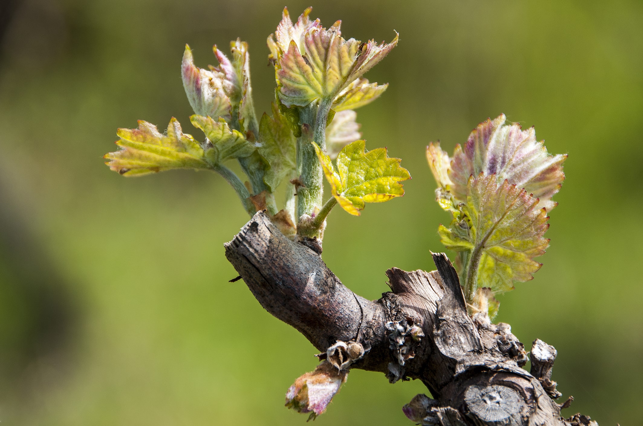 winery profile image