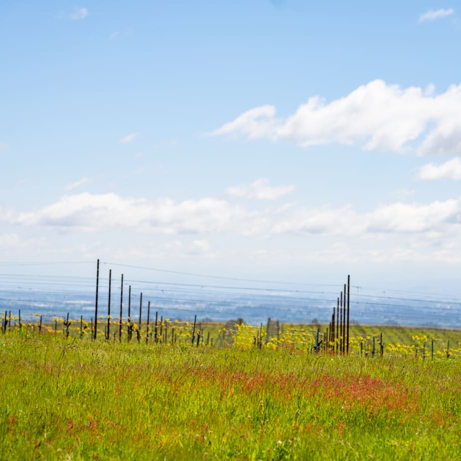 Vineyard at Authentique