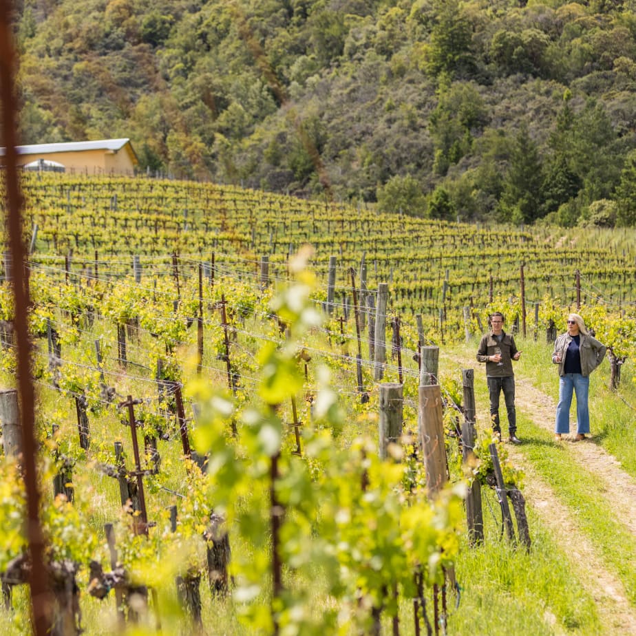 Vineyards at Alta Orsa