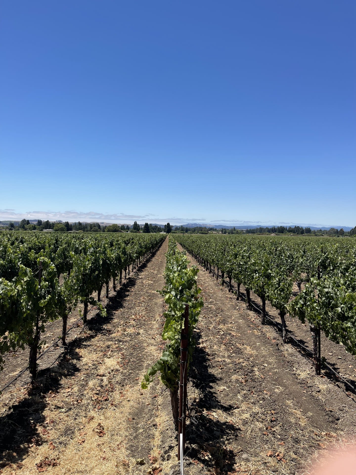 Typicité and Grape Culture