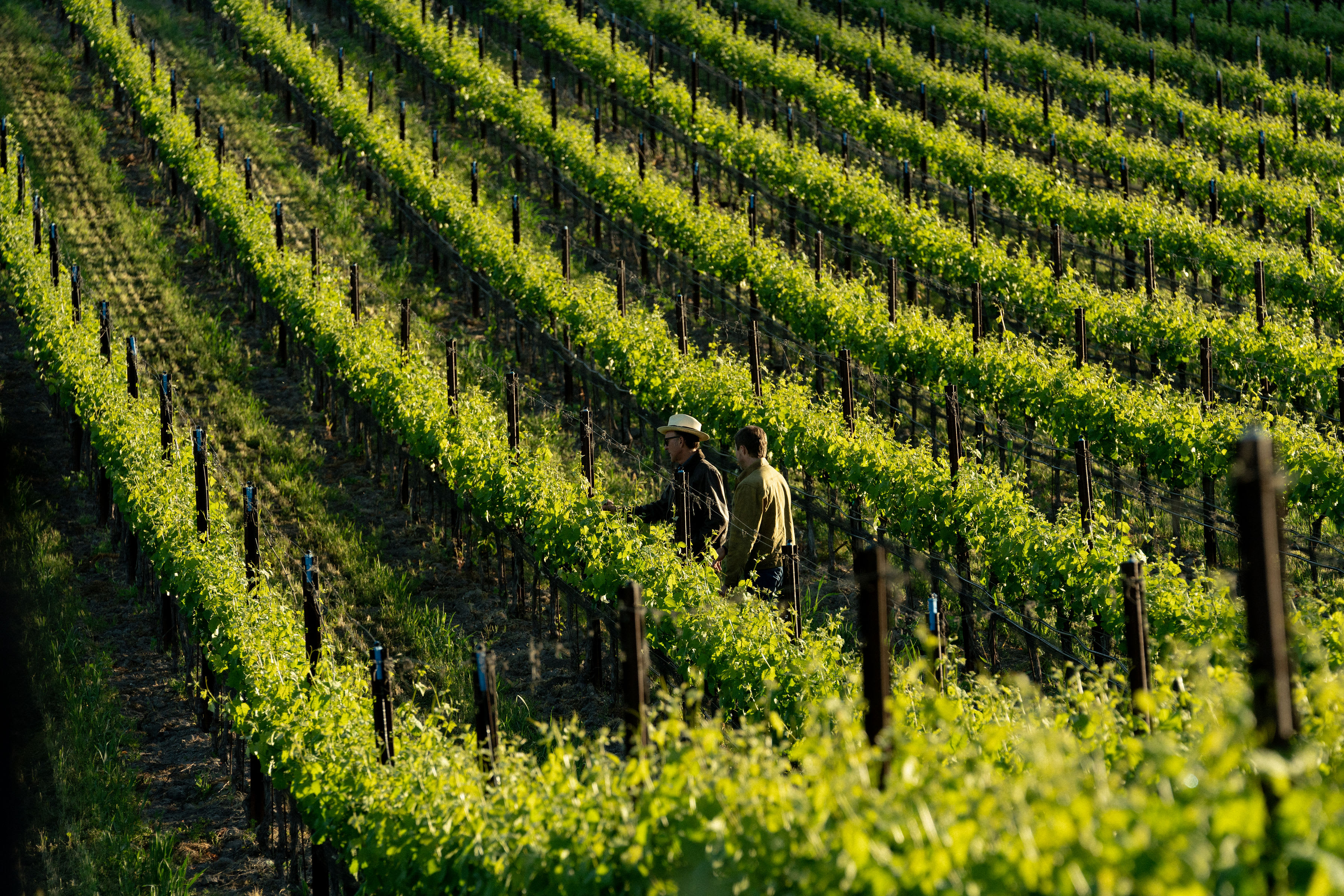 winery profile image