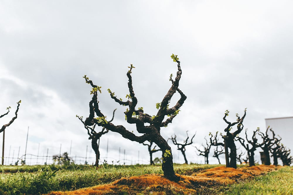 winery profile image