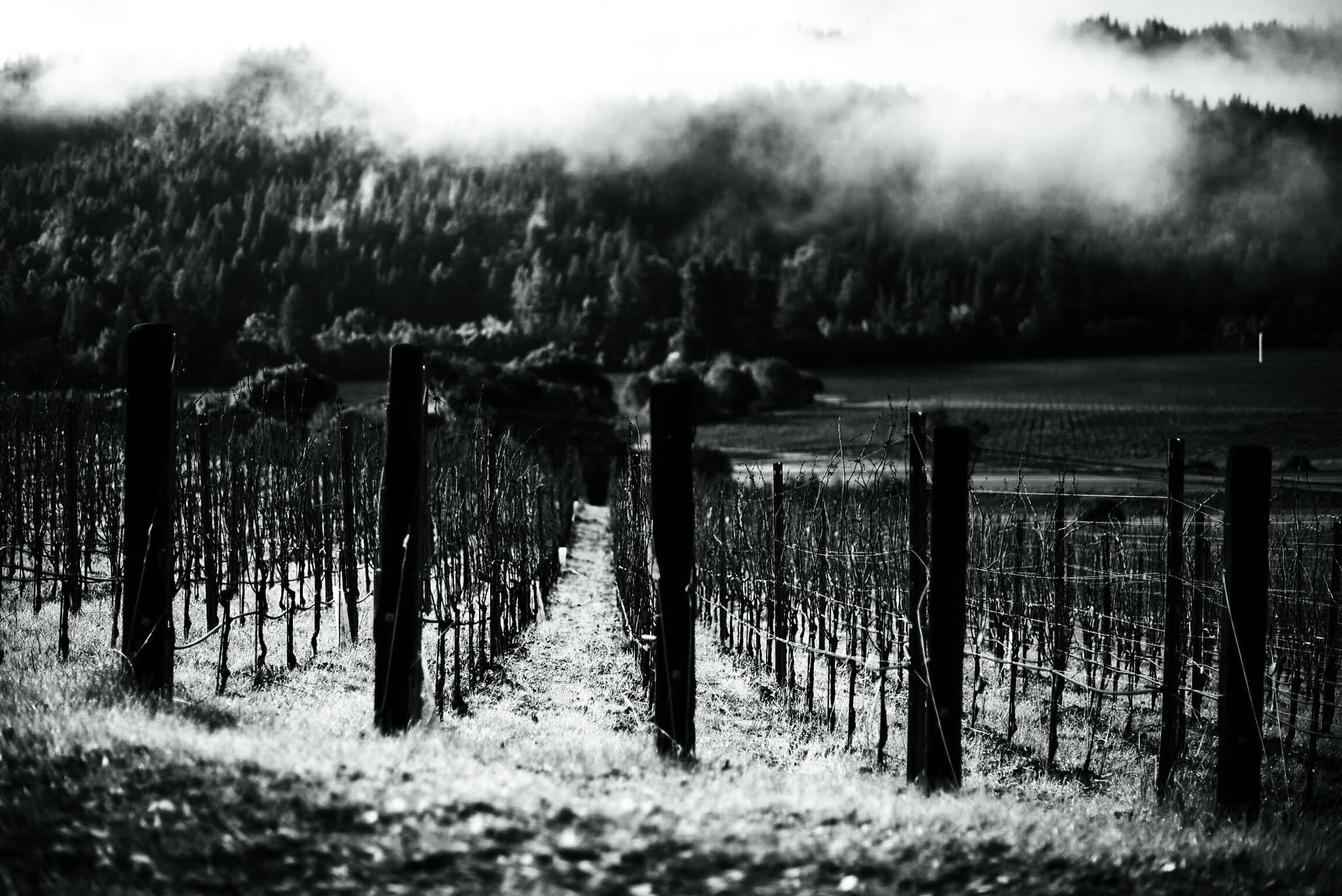 winery profile image