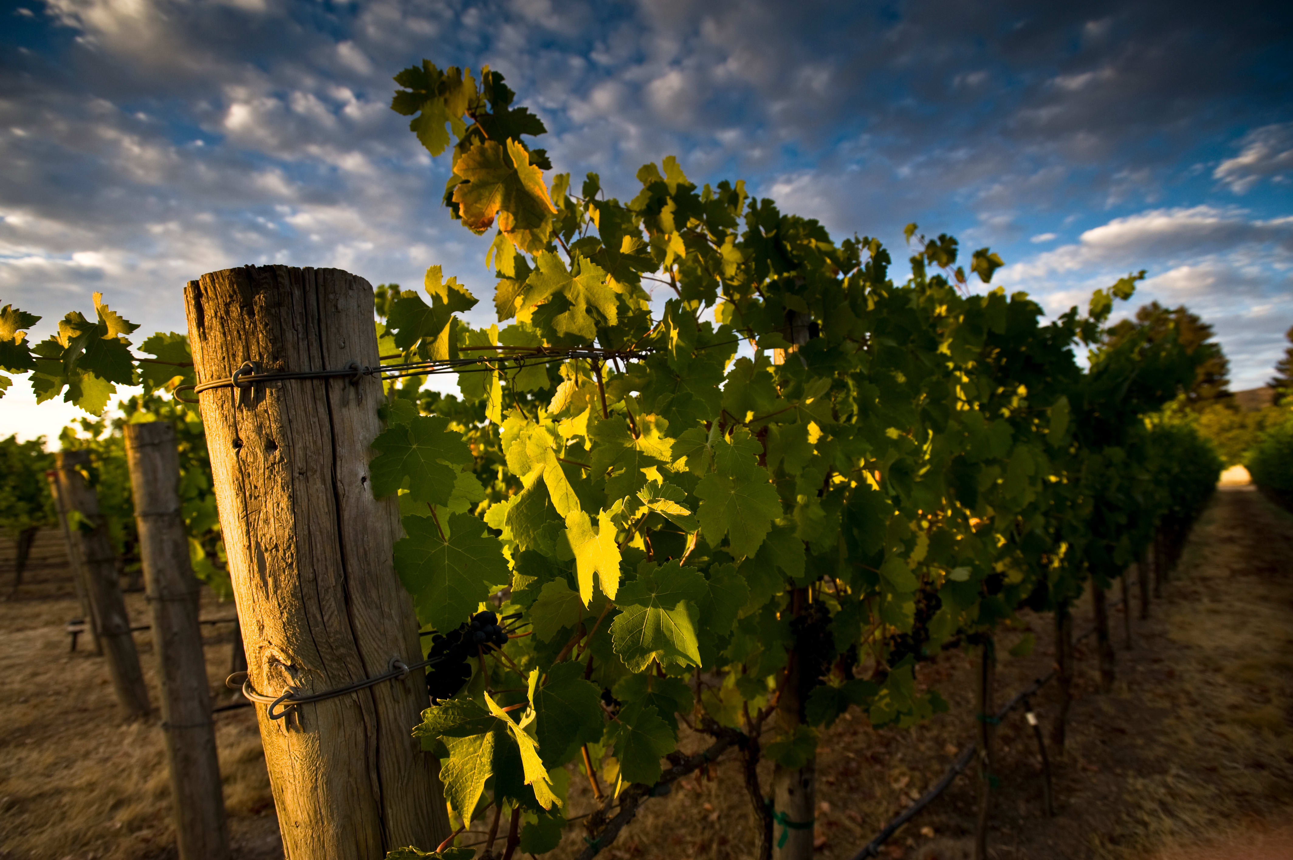 winery profile image