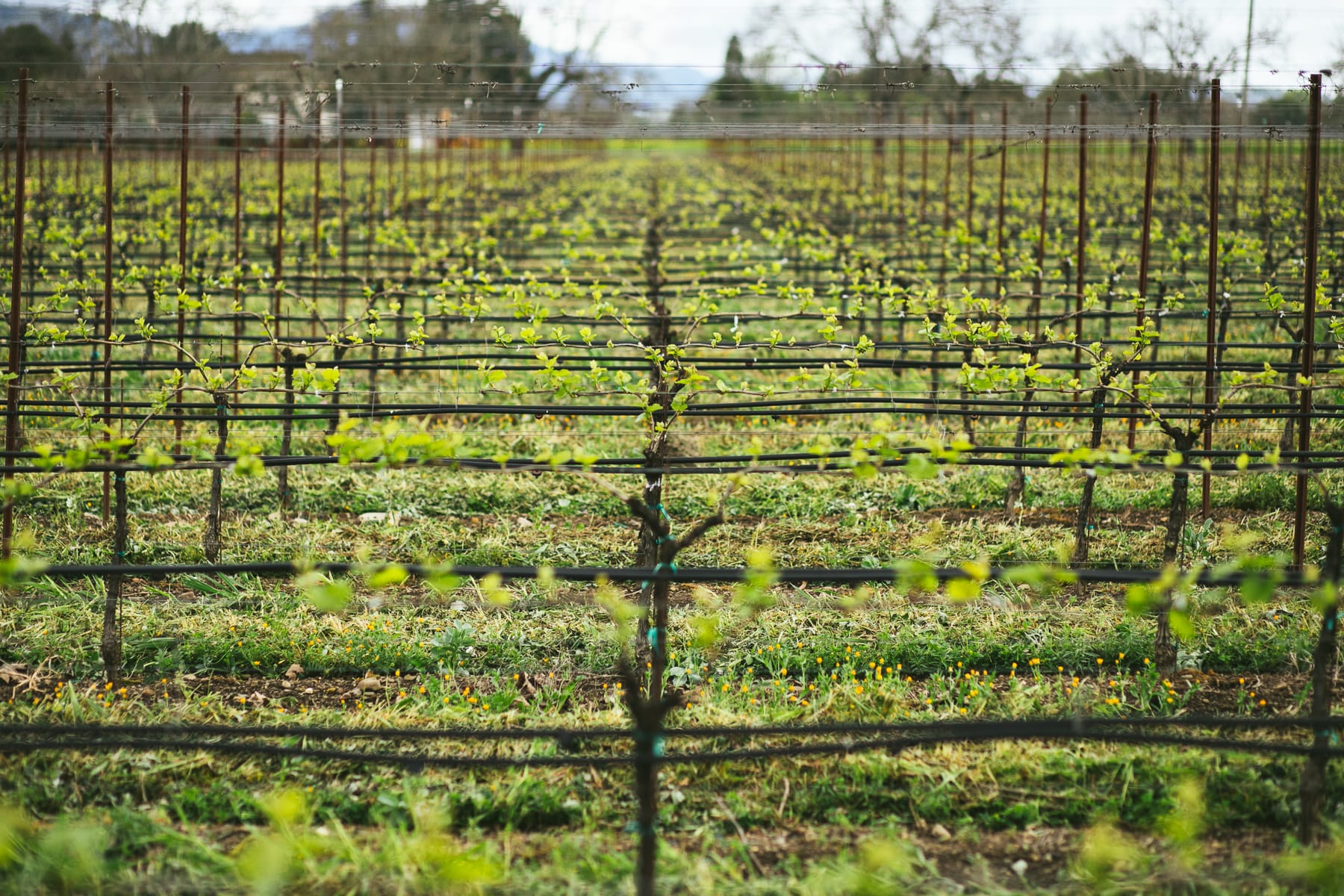 winery profile image