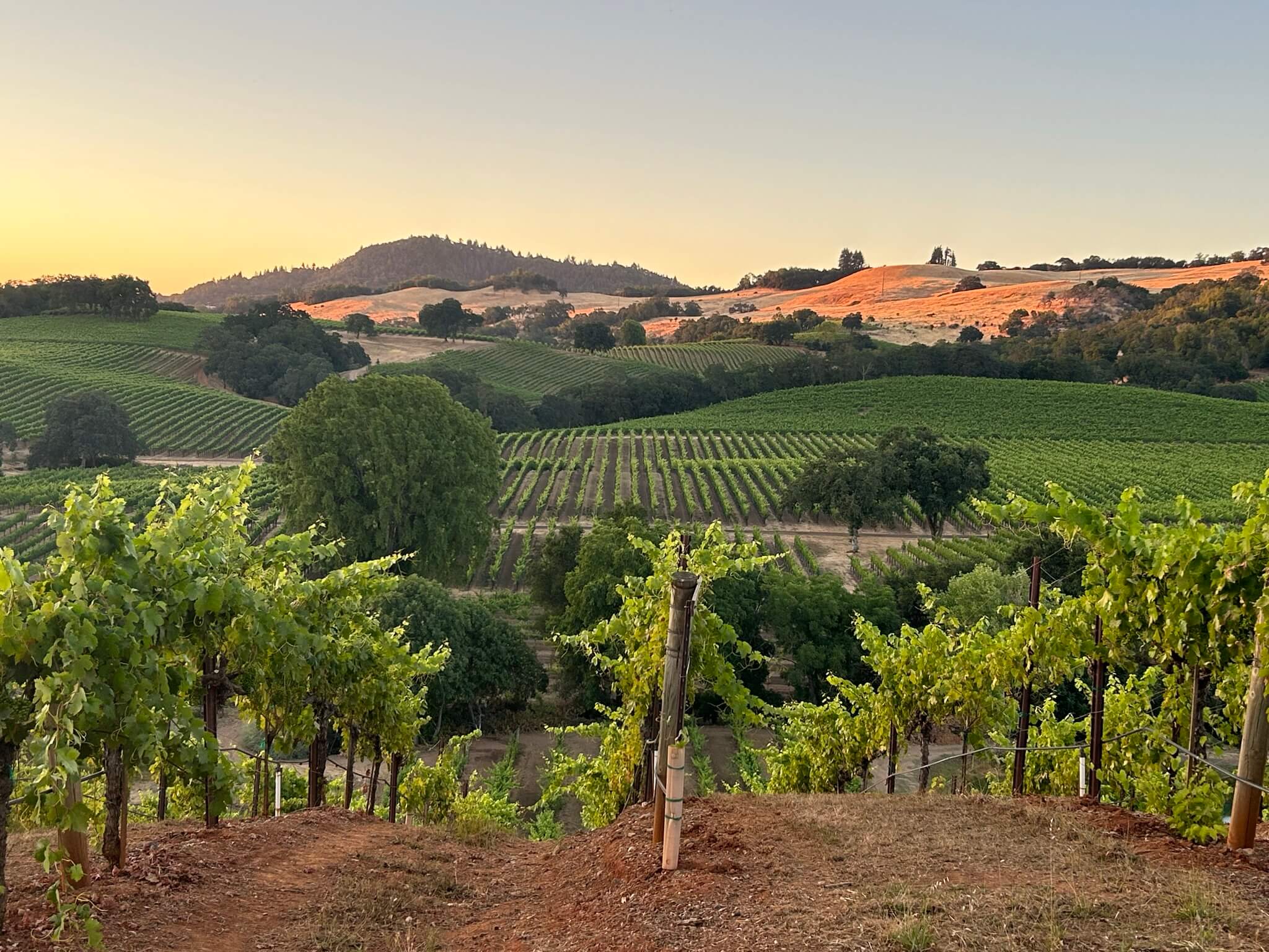 winery profile image