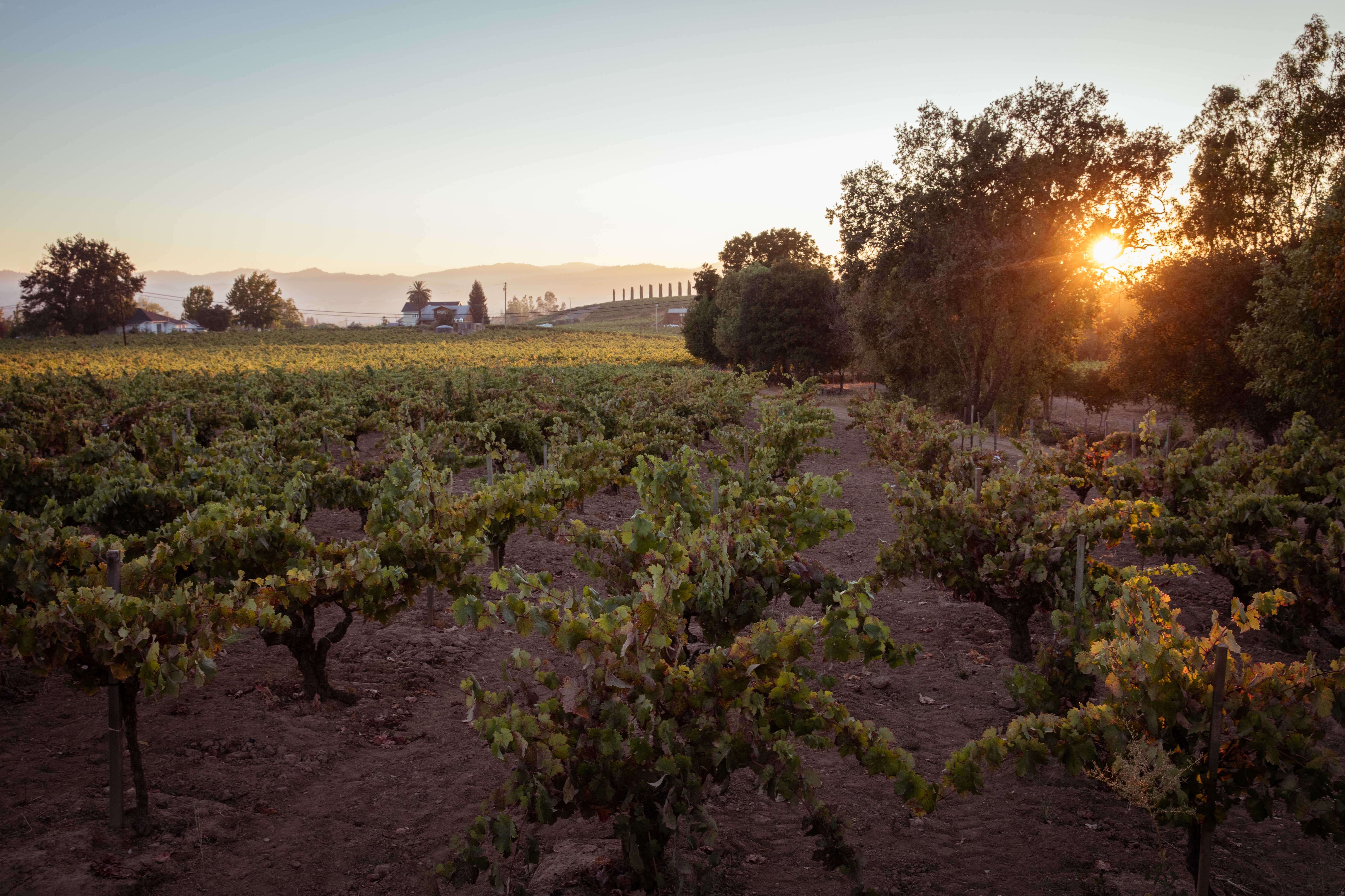 Limerick Lane Cellars