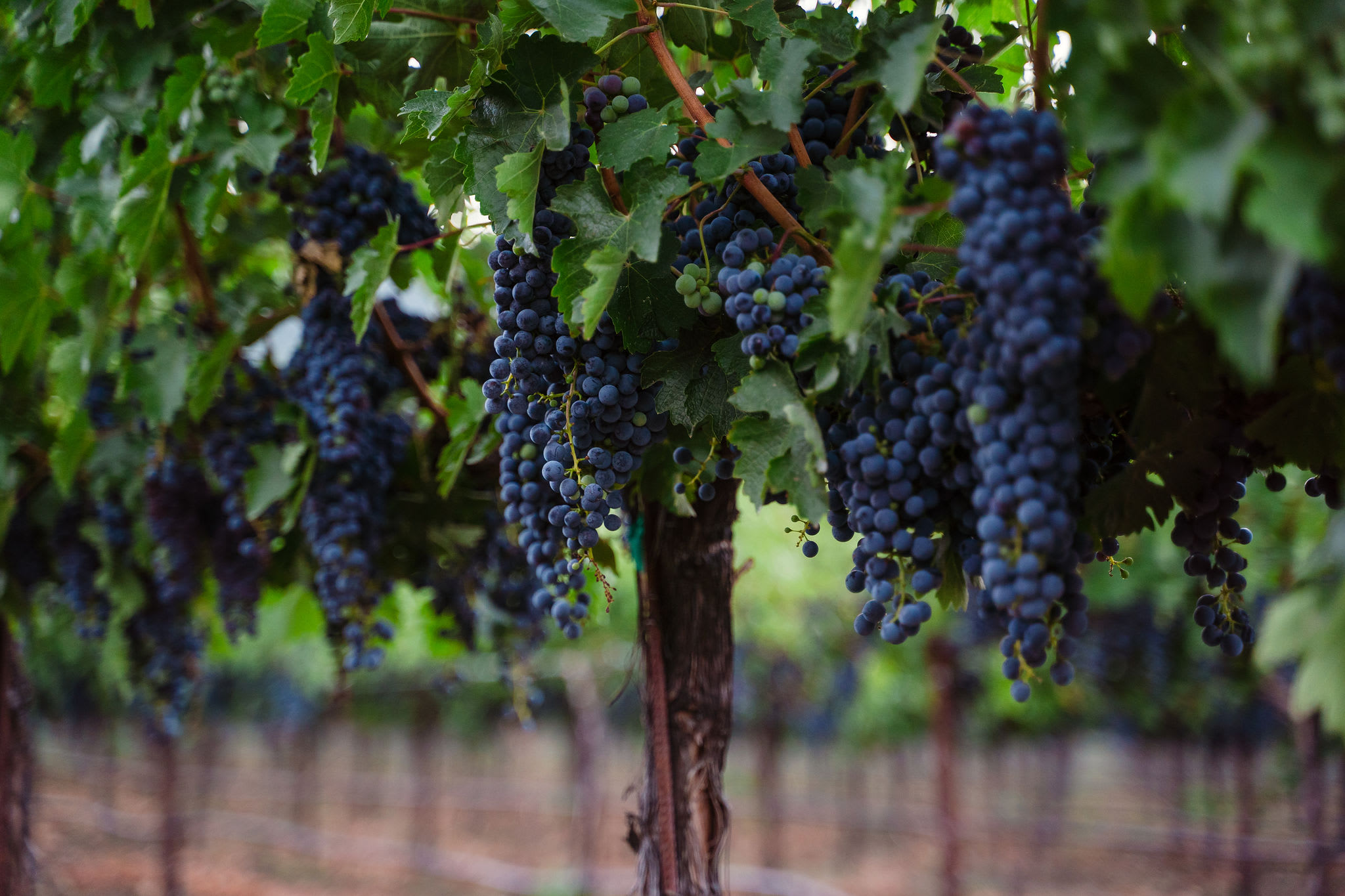 winery profile image