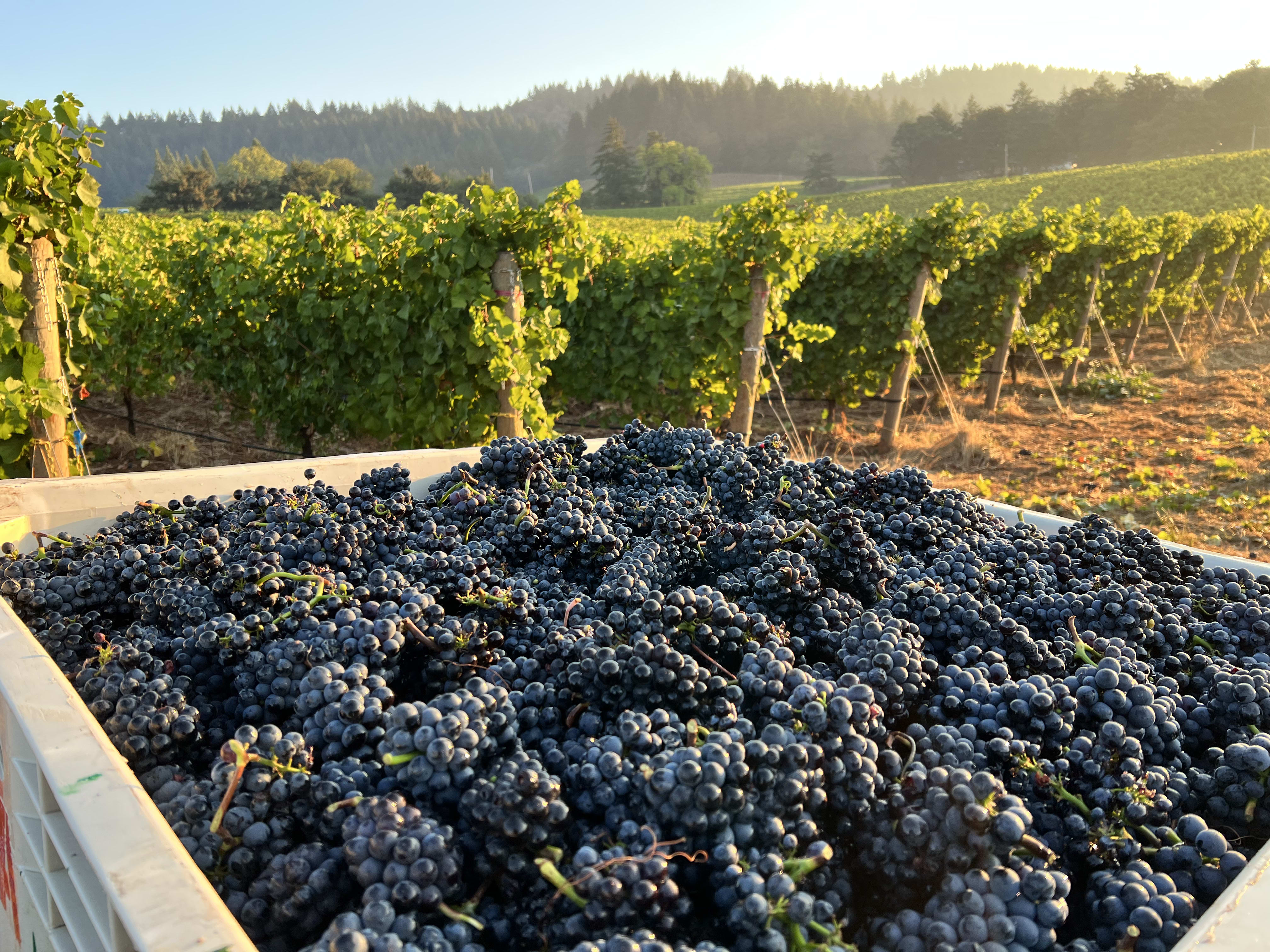 winery profile image