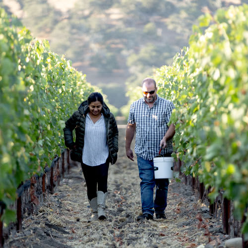 Neeta Mittal, LXV Wine owner, walking vineyards
