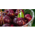 Dynaver GS CHERRIES-Sans cadr photo du produit