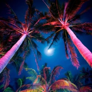 Miami night palm trees