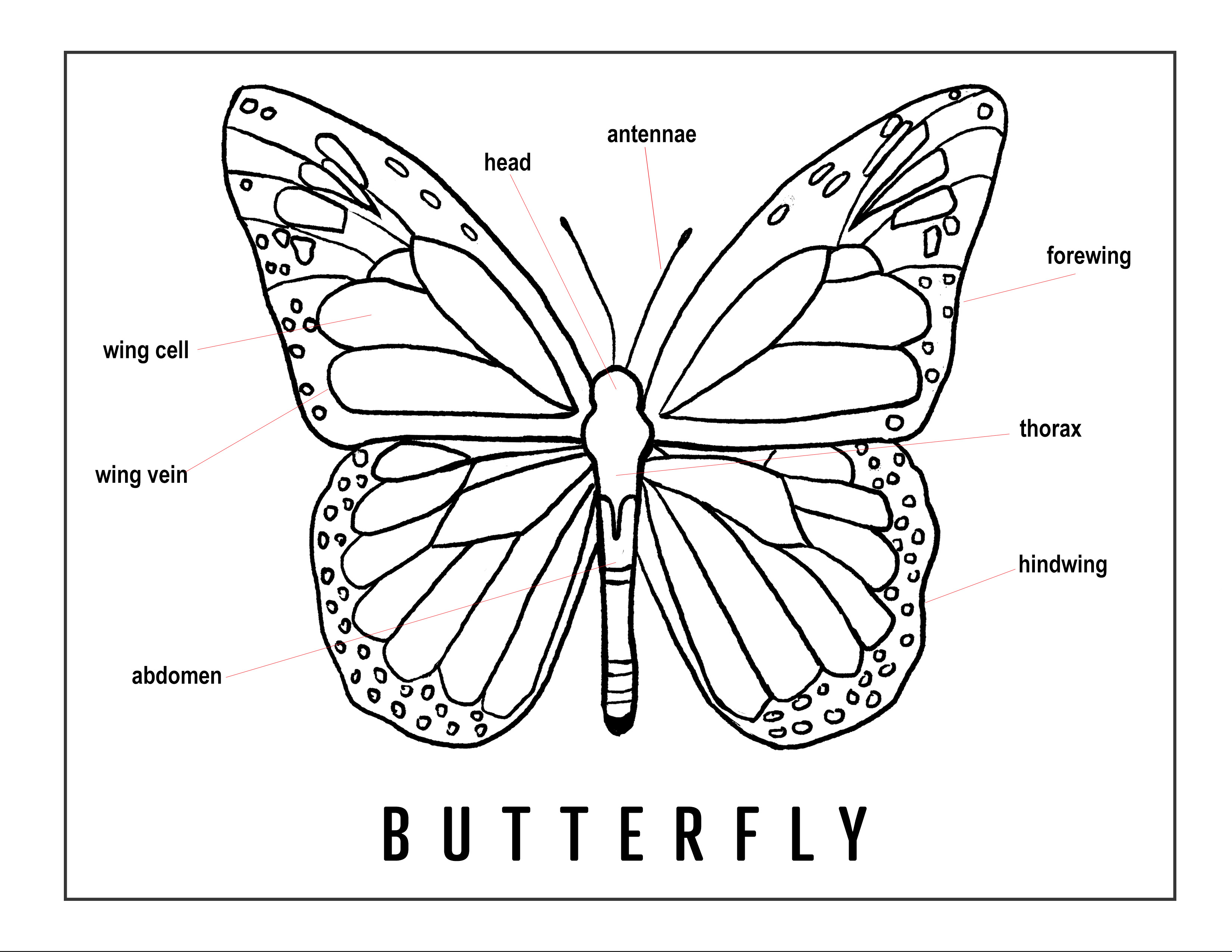 Butterfly Anatomy Diagram