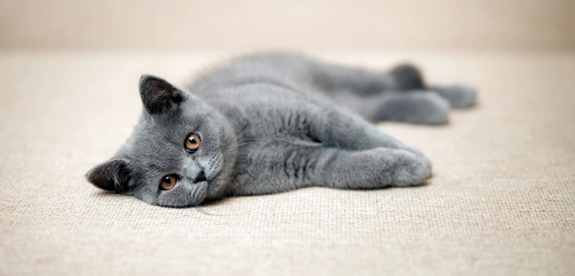 Gato british shorthair