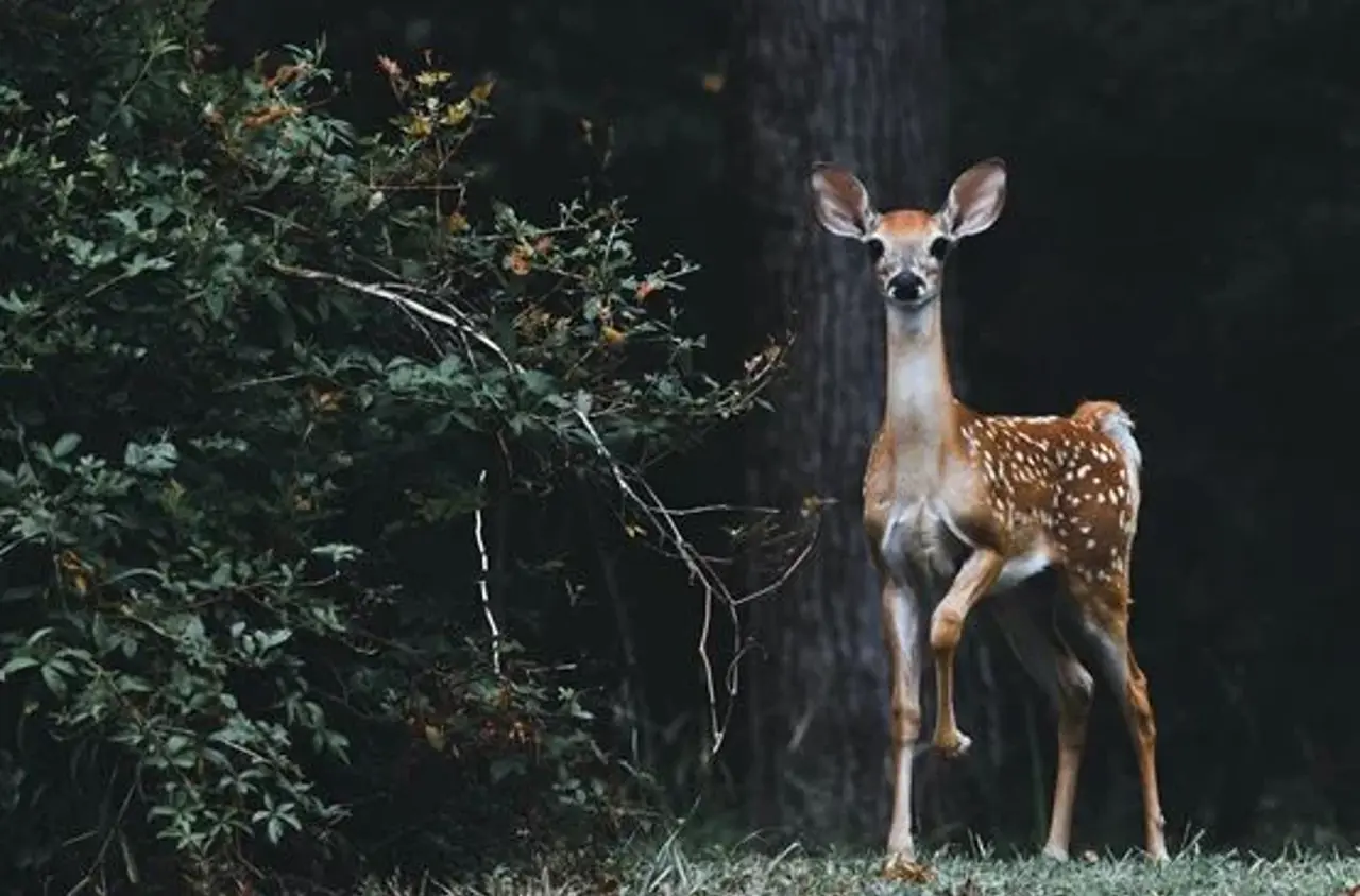 Hjort der står opmærksomt foran træ og kigger på kameratet
