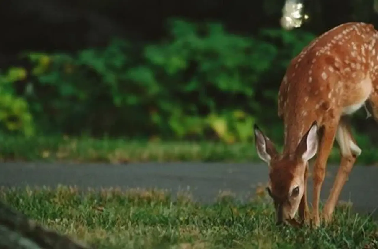 Hjort der spiser græs