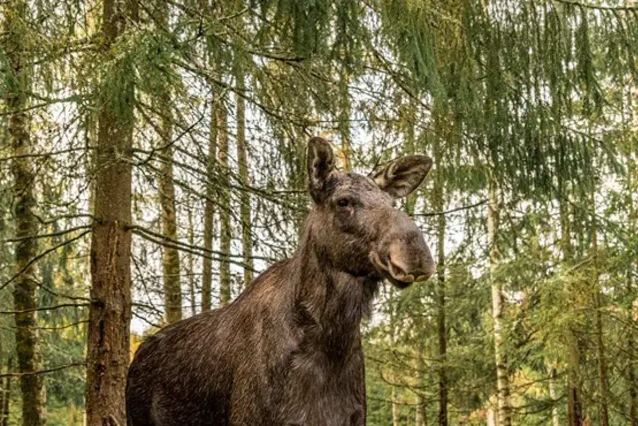 Moose