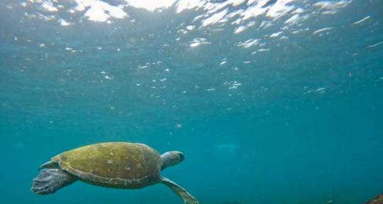 Conservation  - Conservation