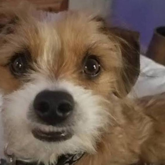 Mixerdog on SoundBetter