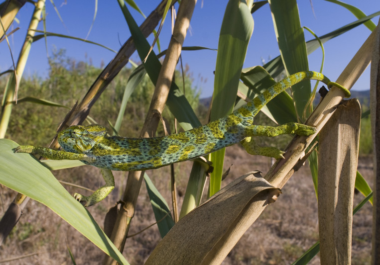 incognito chameleon on SoundBetter