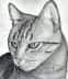 How-to-draw-a-cat-head-draw-a-realistic-cat_5e4c913469a8f3.13424232_38133_3_3