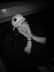 Pfp_2024_bxw