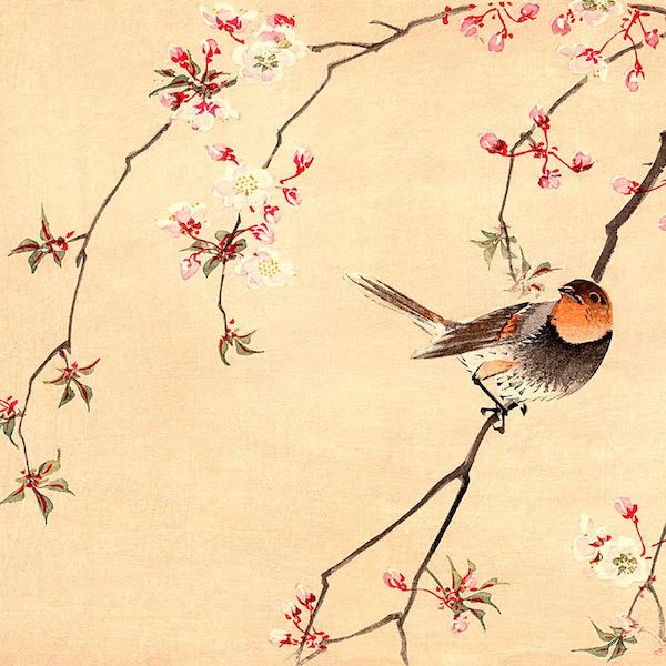 Ornithologie by Rameau thumbnail