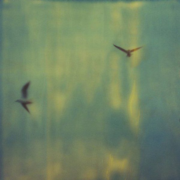 Ornithologie by Rameau thumbnail