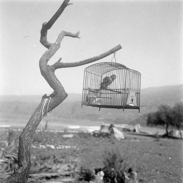 Ornithologie by Rameau thumbnail