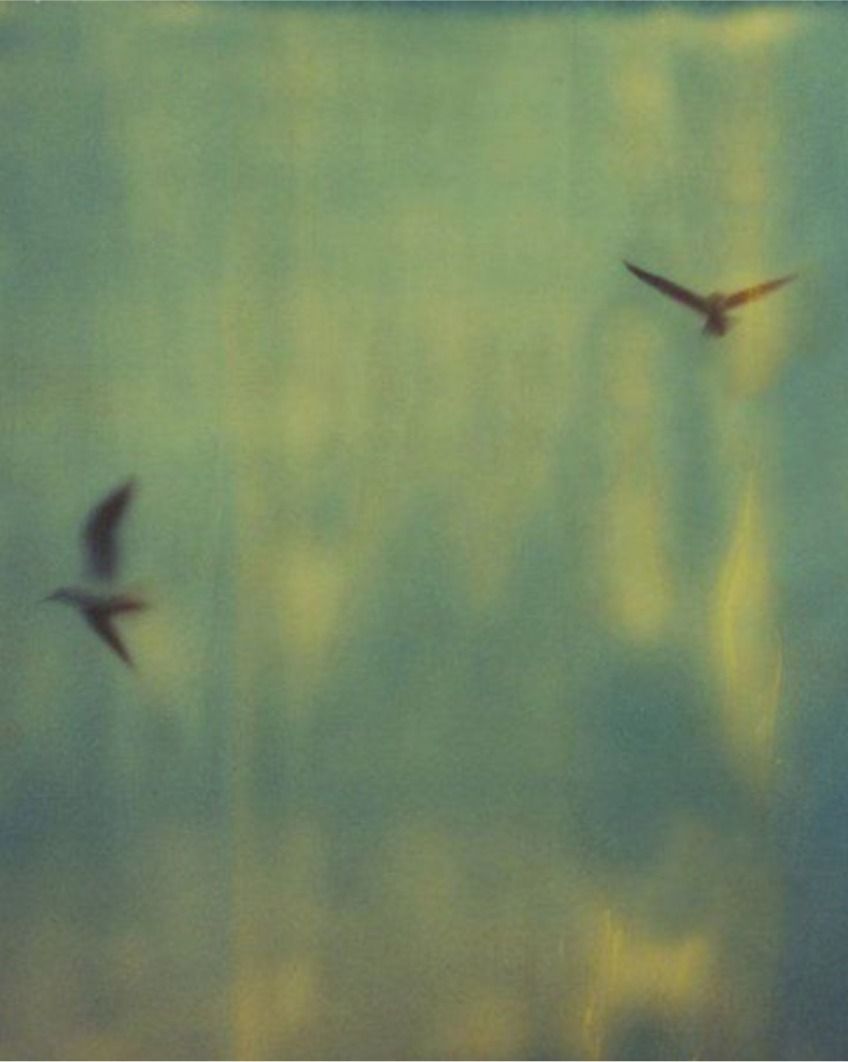 Ornithologie