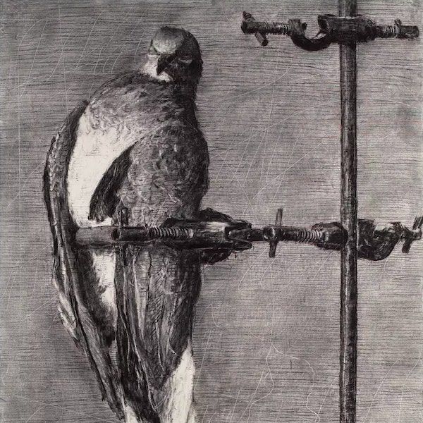 Ornithologie by Rameau thumbnail