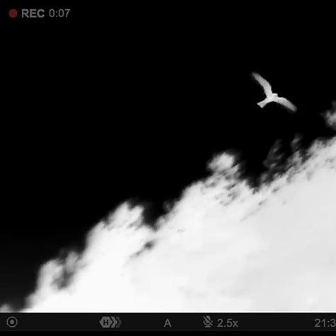 Ornithologie by Rameau thumbnail