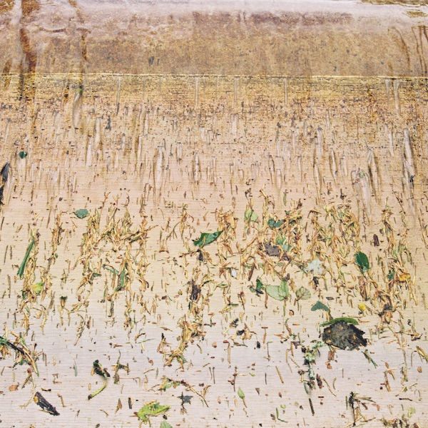 rice the water by Max Parnell thumbnail