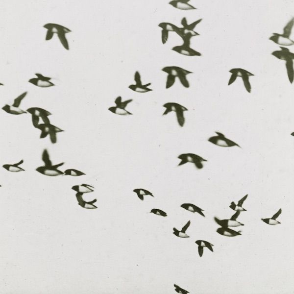 Ornithologie by Rameau thumbnail