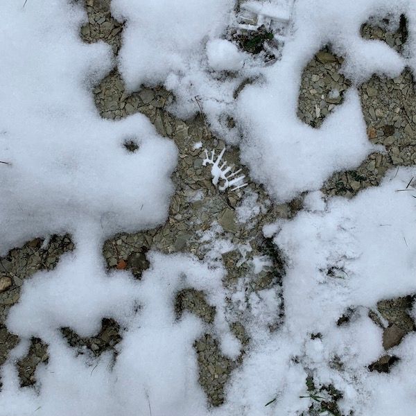 All Terrain by blossom thumbnail