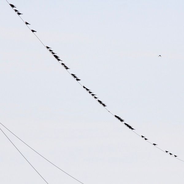 Ornithologie by Rameau thumbnail