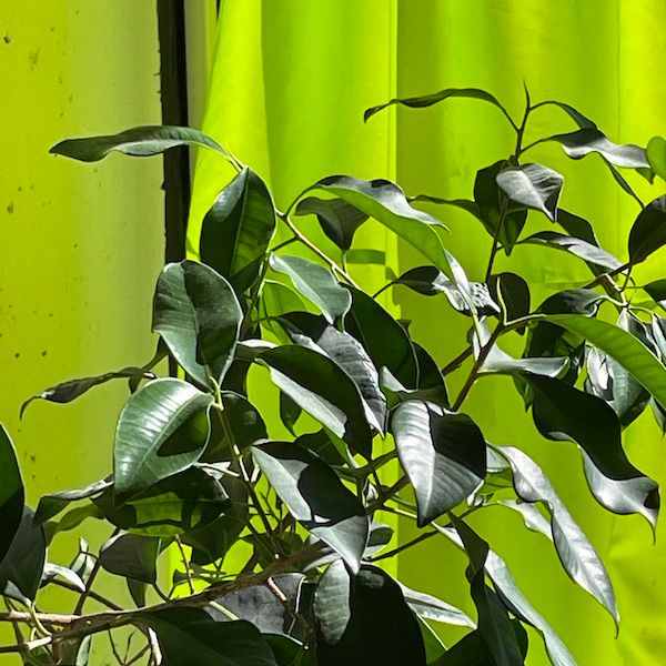 a light year is a distance by agnes olander thumbnail