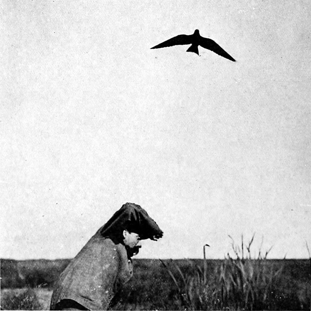 Ornithologie by Rameau thumbnail