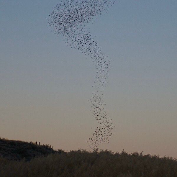 Ornithologie by Rameau thumbnail