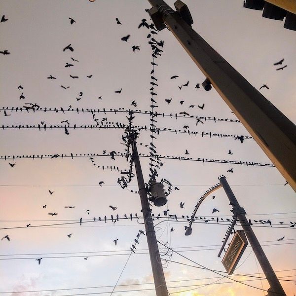 Ornithologie by James Graham thumbnail