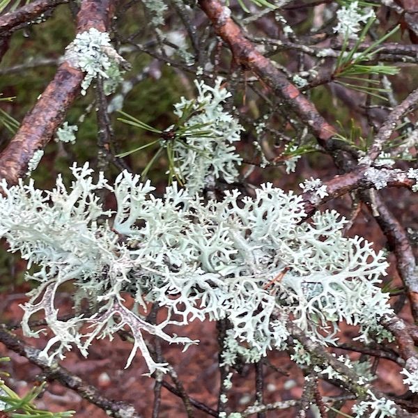 a light year is a distance: where grief travels with us by agnes olander thumbnail