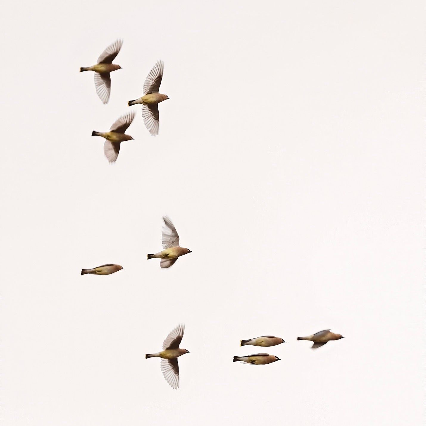 Ornithologie by James Graham thumbnail